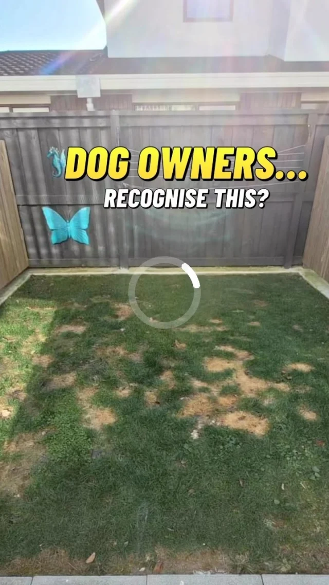 Our Bay of Plenty agent @levelearthtga recently completed this small transformation of a suburban backyard with our Summer Cool Astroturf and pet infill. No more patchy grass for this homeowner and a nice clean lawn for the 🐶 . 

#astroturf #artificialgrass #lawn #lawncare #backyard #dog #artificialturfspecialists #teamturfnz #bayofplenty