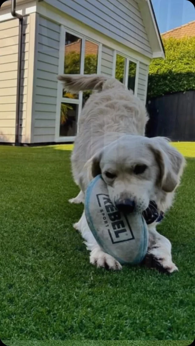 Looking to give your furry friend a perfect place to play? Our Supereal 40 artificial grass is the paw-fect solution for your lawn makeover! 🐶  Contact us today to learn how our pet-friendly turf can transform your outdoor space. This install by our Auckland agent @prestigeturfnz 🐾 

#artficialgrass #lawnmakeover #petfriendly #pet #lawn #astroturf #turf #fakegrass #artificialturfspecialists #teamturfnz